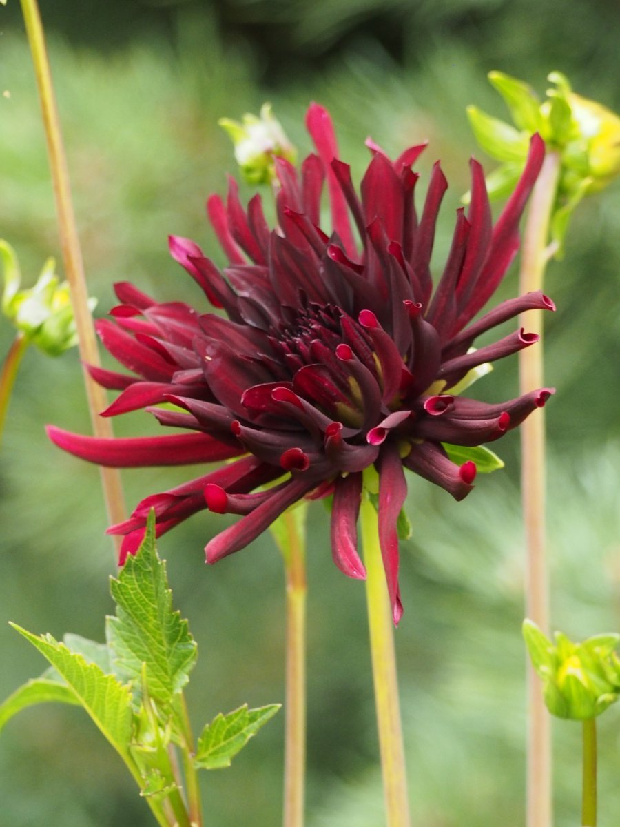 Георгина Нуит Д. Эте кактусовидная - фото 5