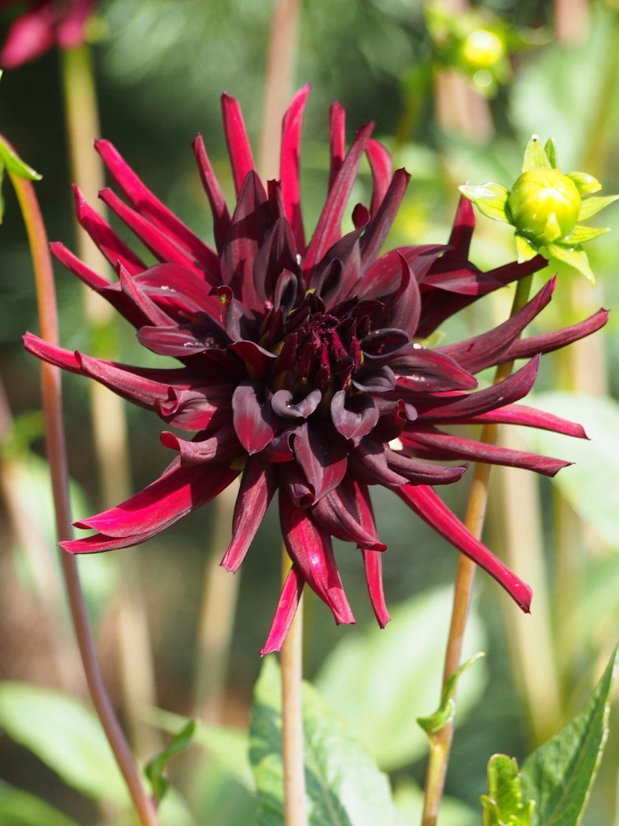 Георгина Нуит Д. Эте кактусовидная - фото 9