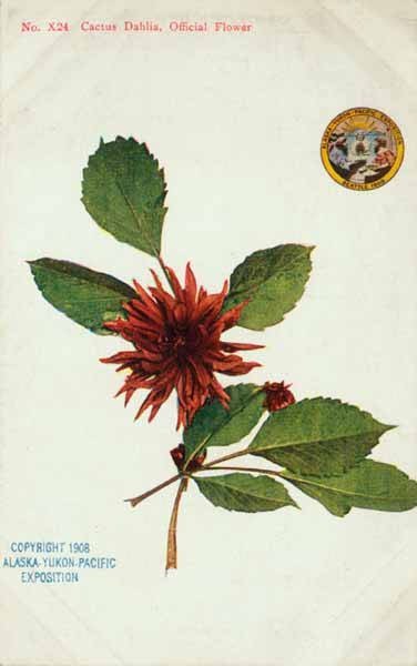 Георгина Нуит Д. Эте кактусовидная