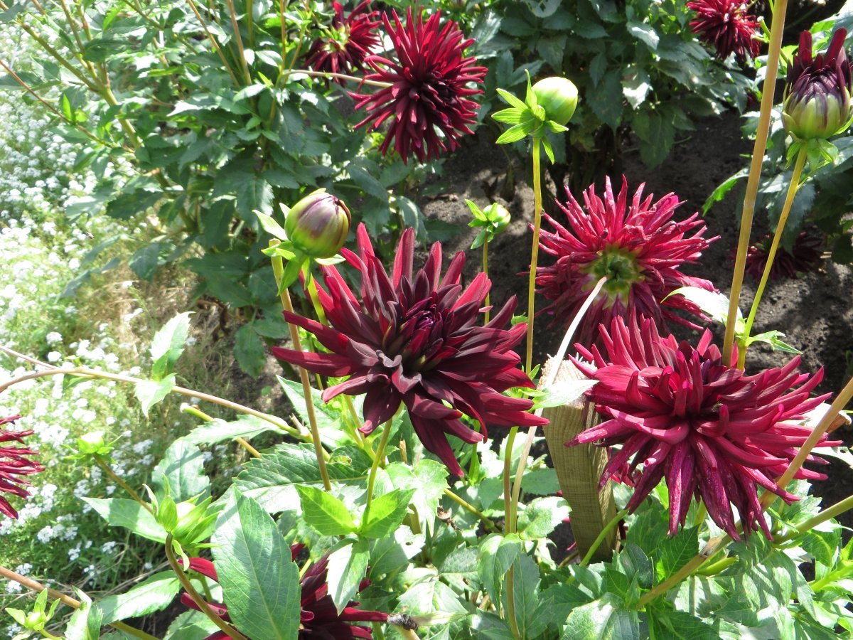 Георгина Нуит Д. Эте кактусовидная - фото 2