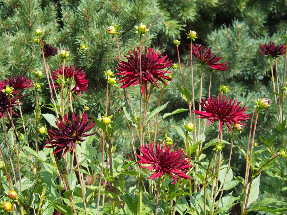 Георгина Нуит Д. Эте кактусовидная - фото 8