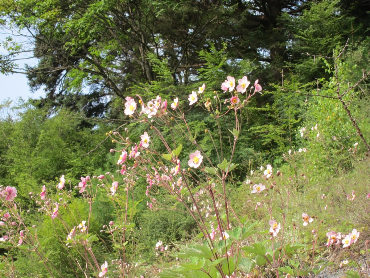 Анемона осенняя розовая - фото 3