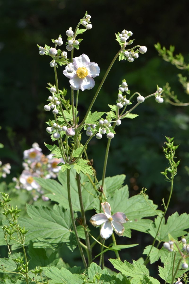 Анемона осенняя розовая - фото 8