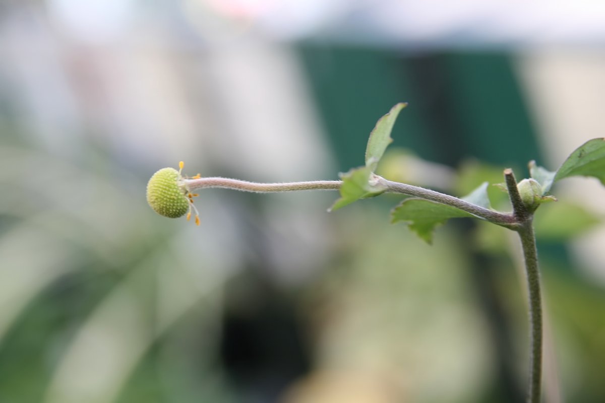 Анемона осенняя розовая - фото 6