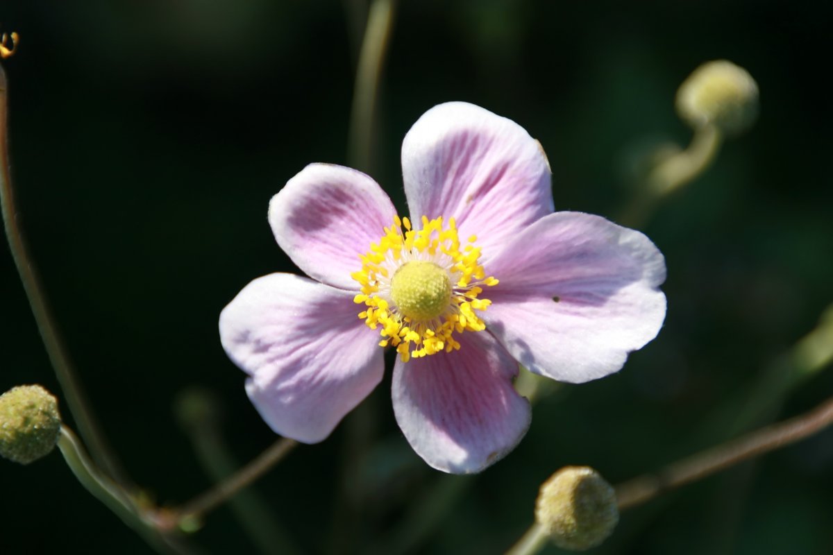 Анемона осенняя розовая - фото 7