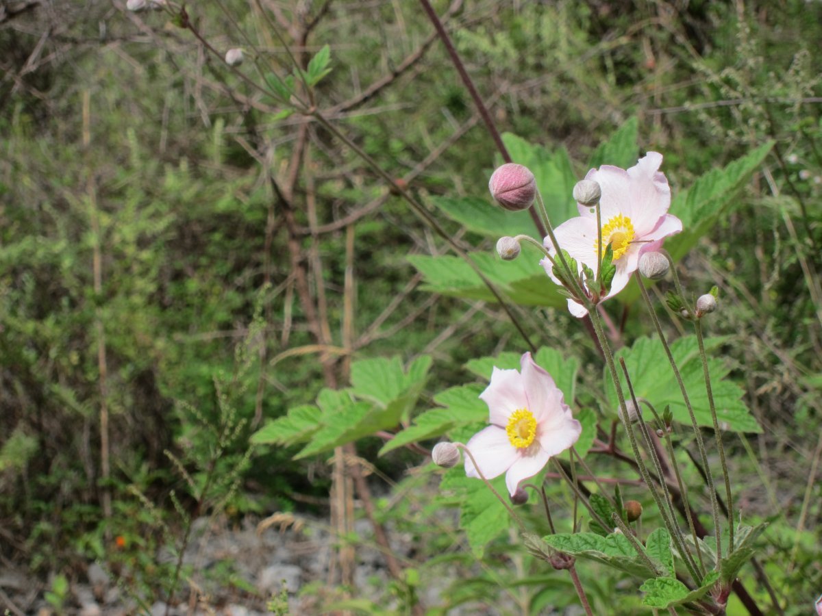 Анемона осенняя розовая - фото 1
