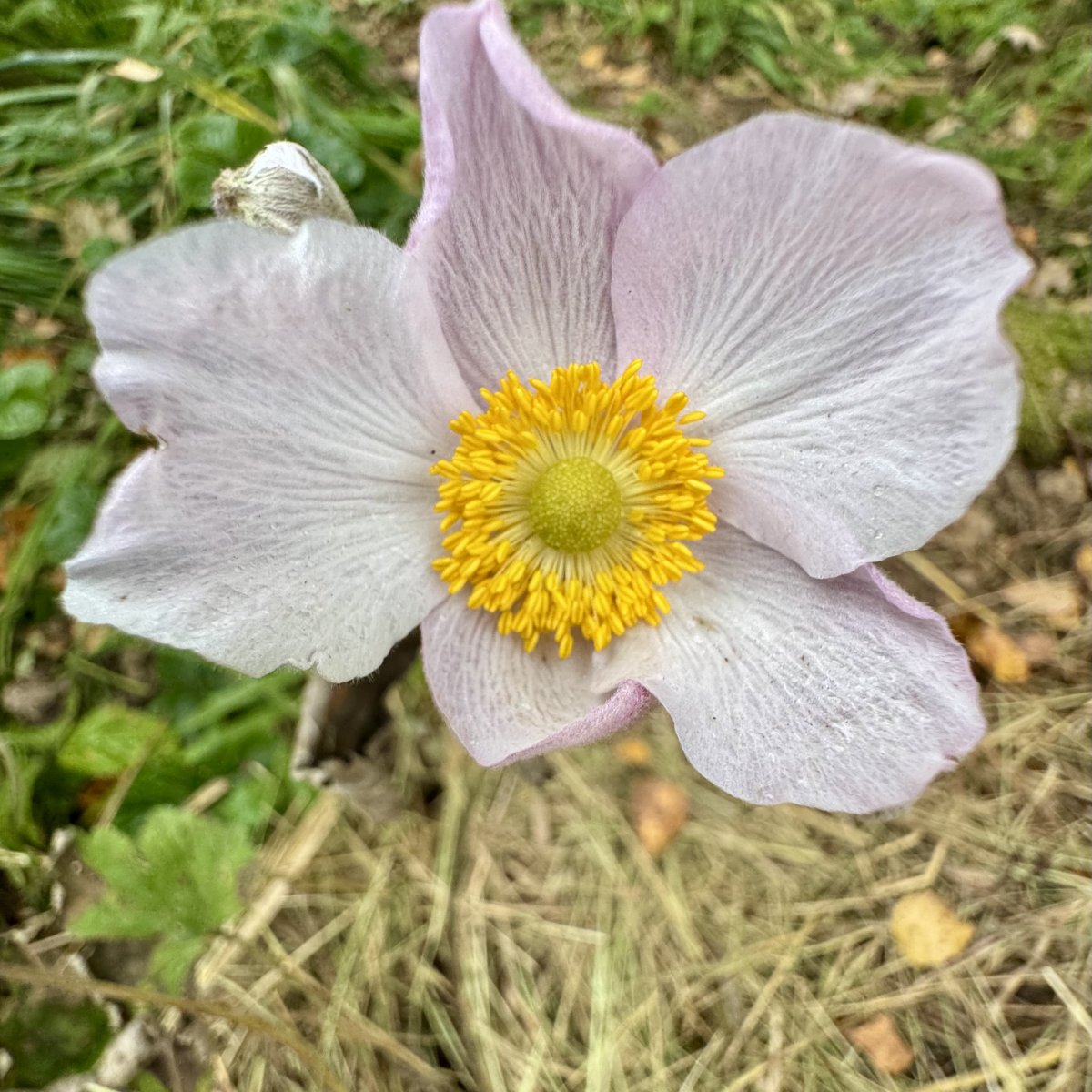 Анемона осенняя розовая