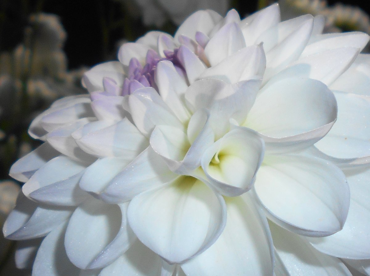 Георгина Эвелин шаровидная - фото 9