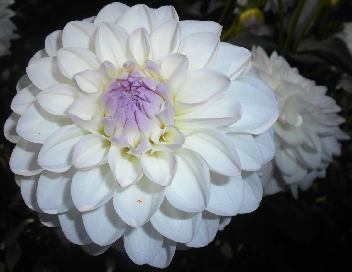 Георгина Эвелин шаровидная - фото 6