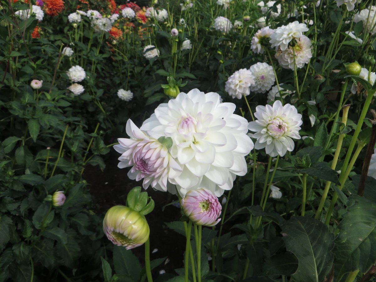 Георгина Эвелин шаровидная - фото 3