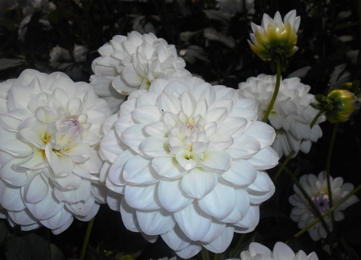 Георгина Эвелин шаровидная - фото 7