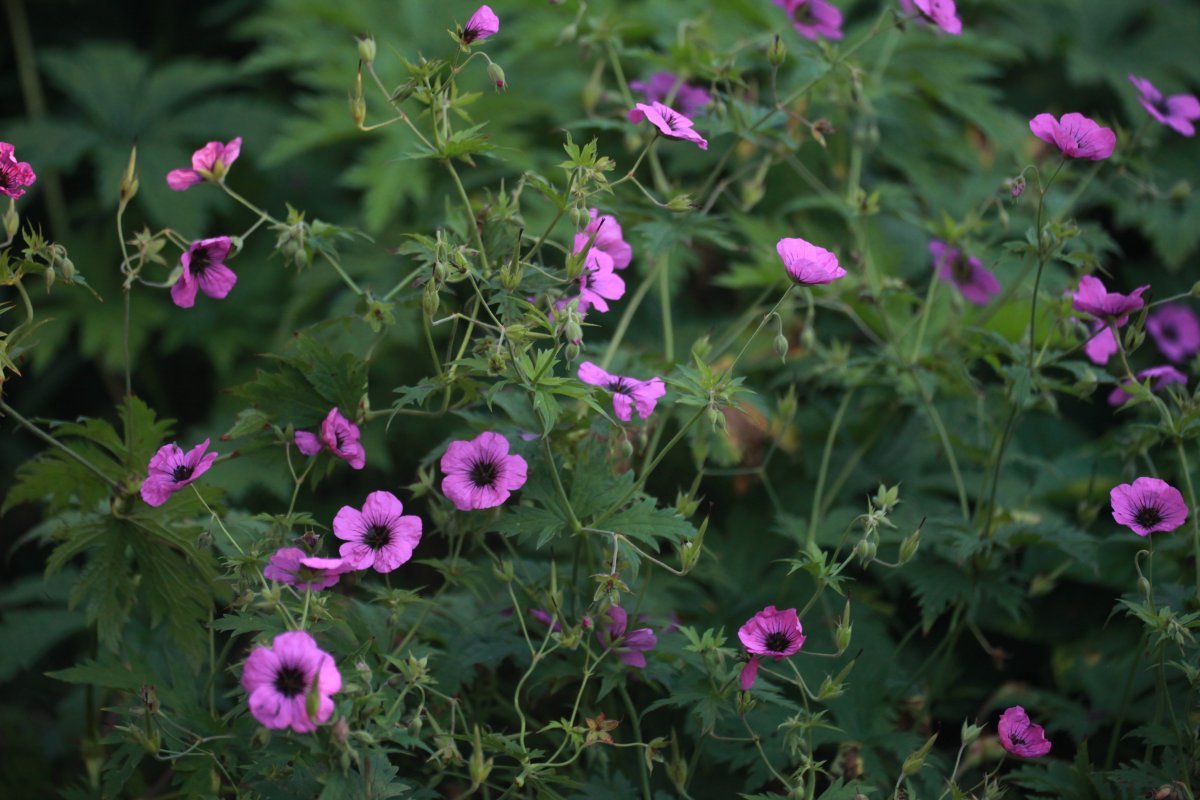 Герань садовая Патриция - фото 3