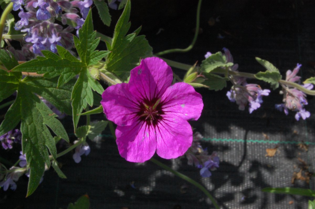 Герань садовая Патриция - фото 2