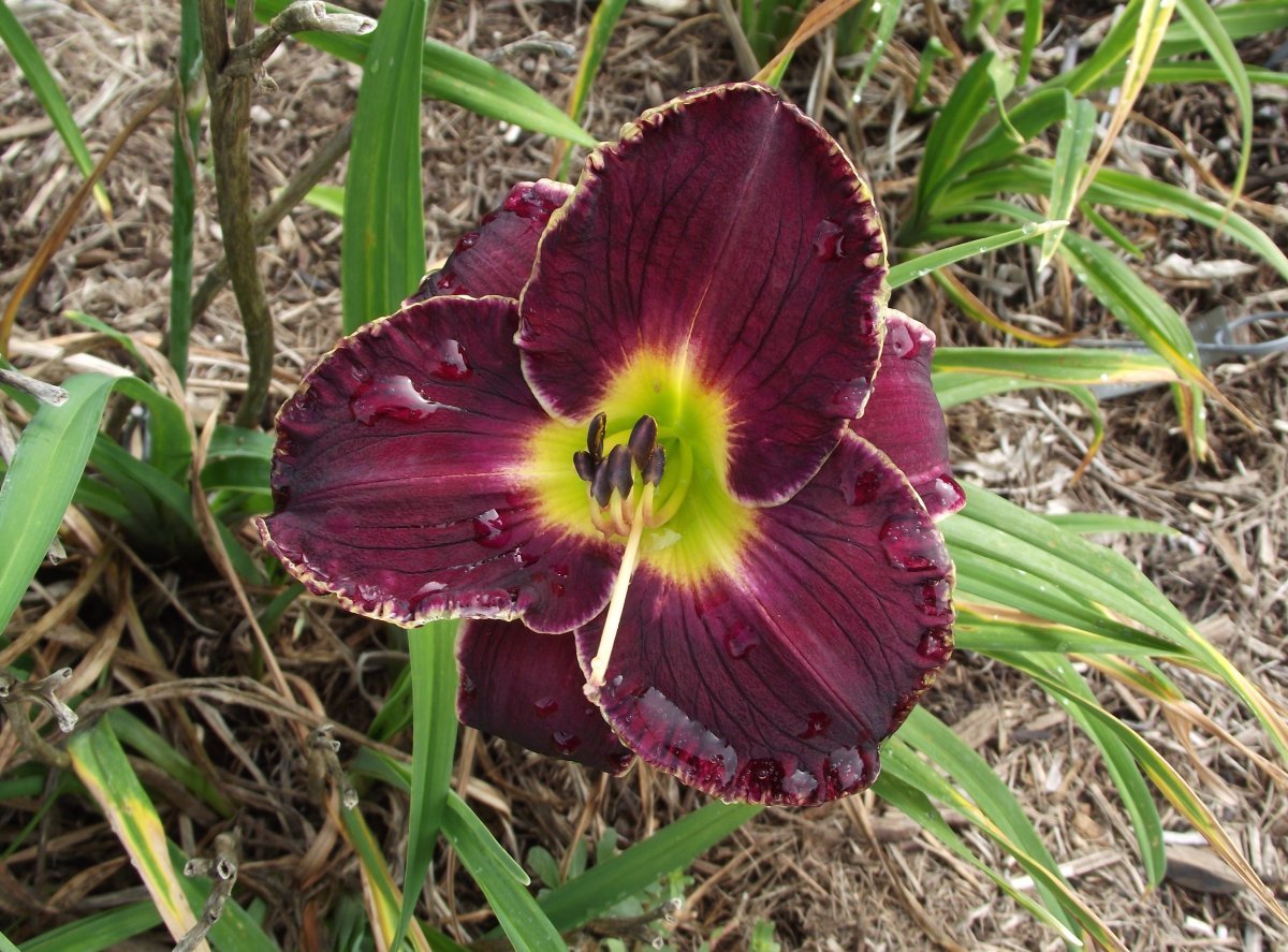 Гладиолус Хё Маджести