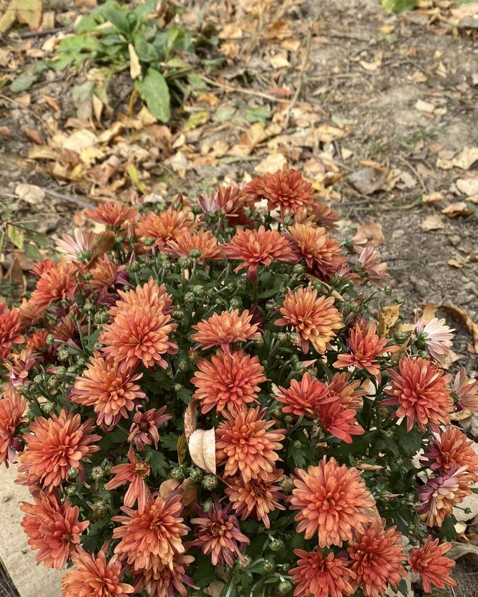 Хризантема мультифлора