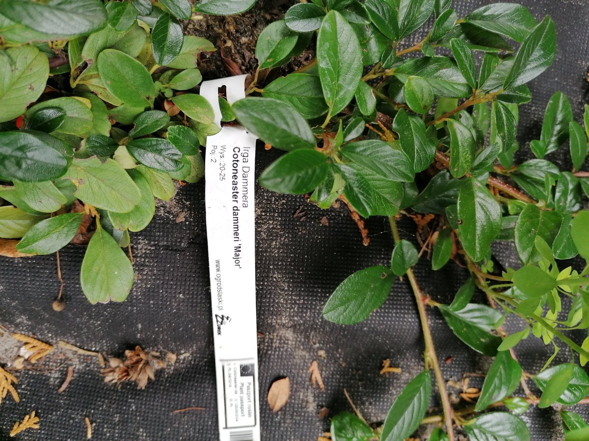 Кизильник Даммера Мэйджор - фото 1