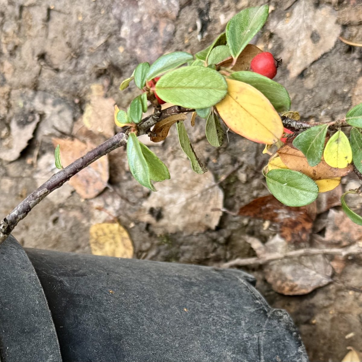 Кизильник Даммера Мэйджор