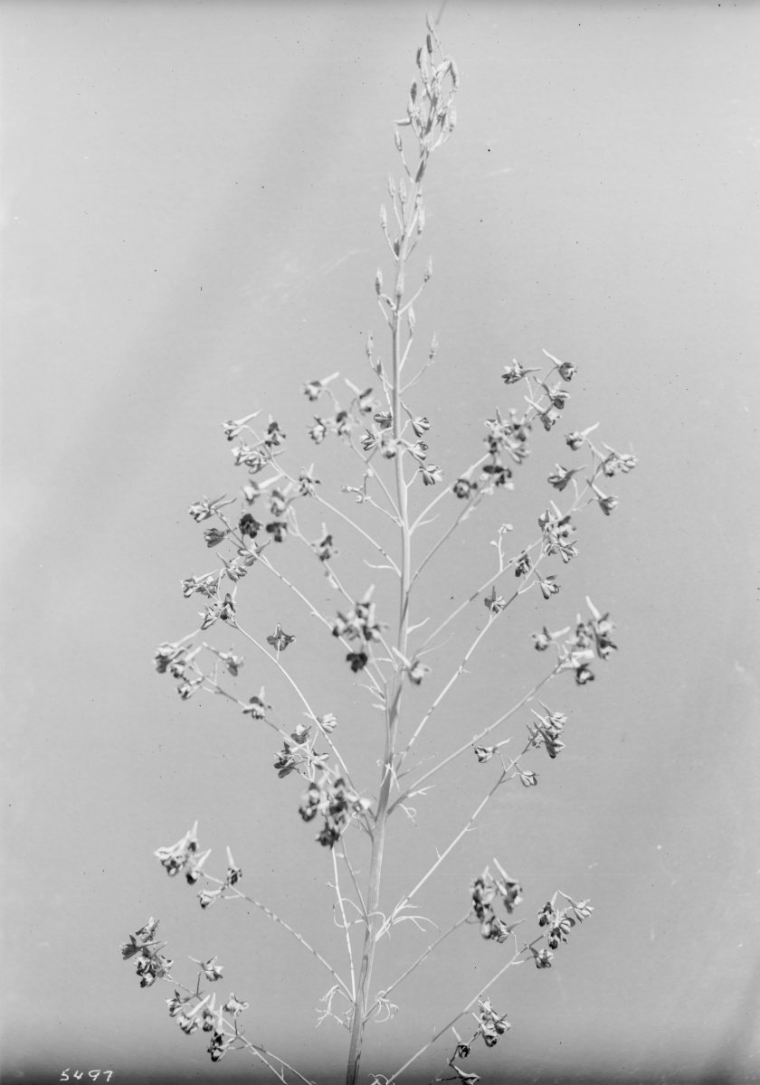 Дельфиниум Уайт - фото 2