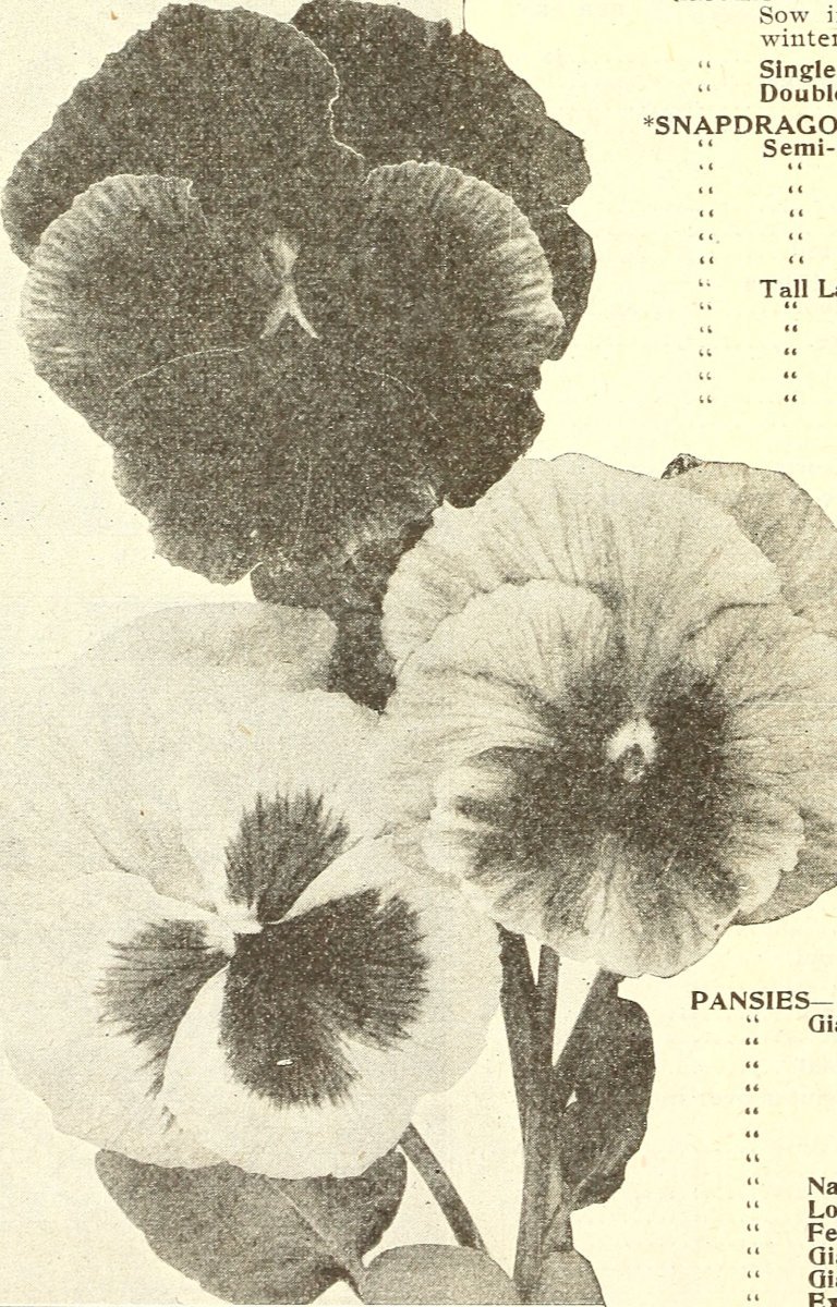 Дельфиниум Уайт