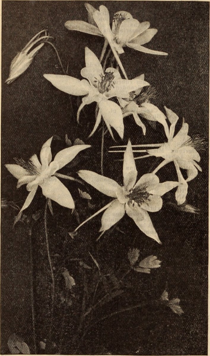 Дельфиниум Уайт - фото 4