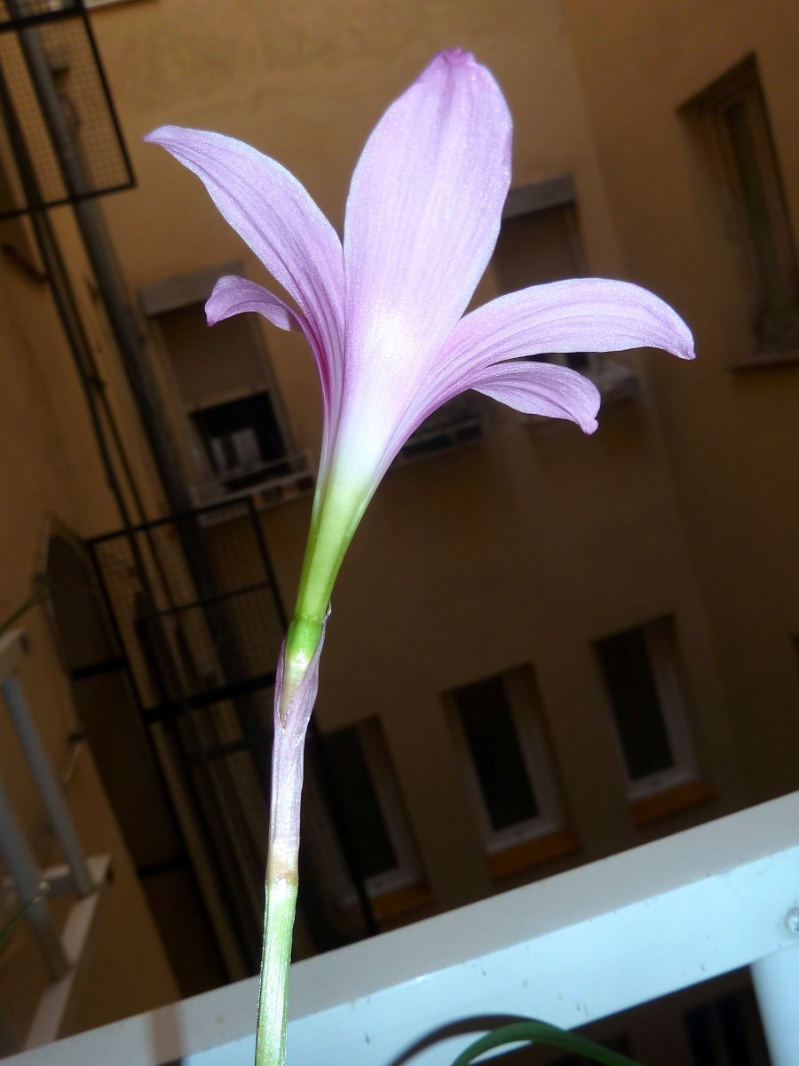 Зефирантес Робустус - фото 2