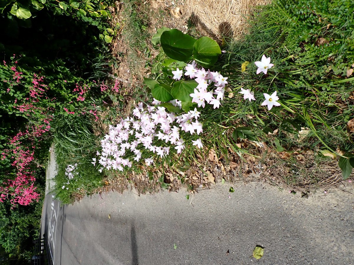 Зефирантес Робустус - фото 10