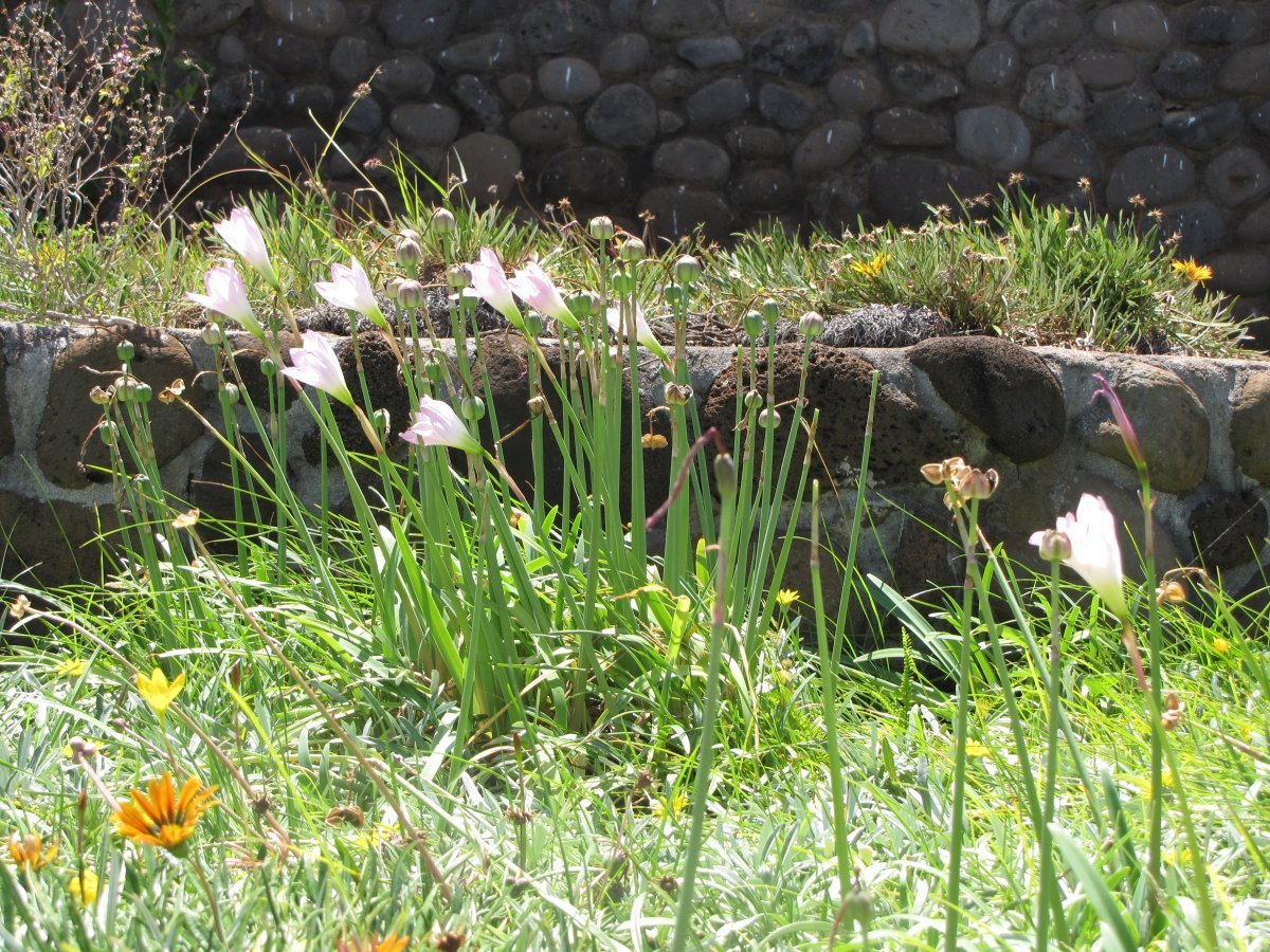 Зефирантес Робустус - фото 8