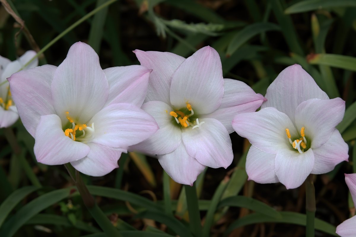 Зефирантес Робустус - фото 7