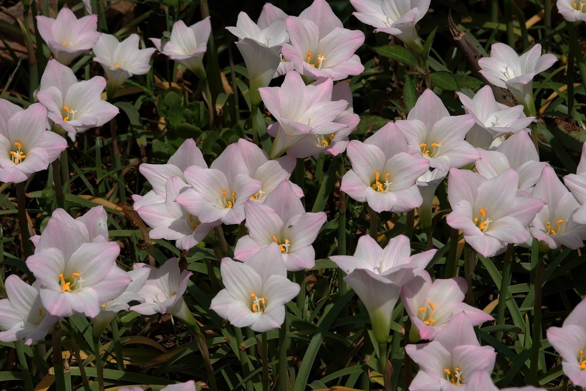 Зефирантес Робустус - фото 6