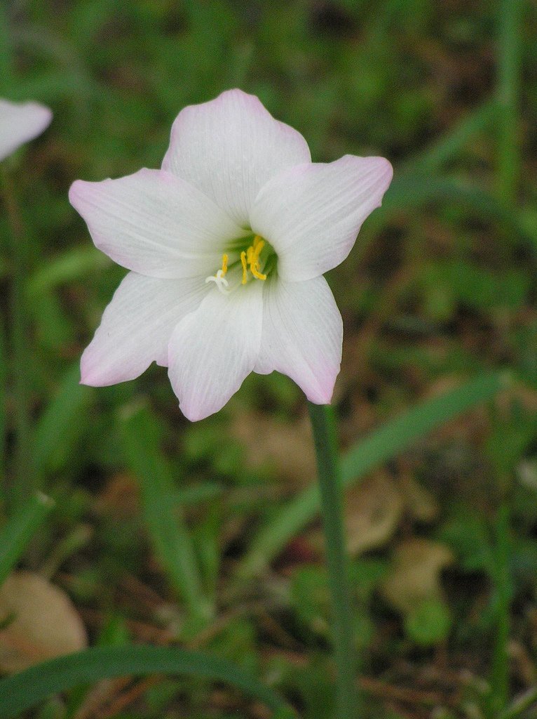 Зефирантес Робустус - фото 5