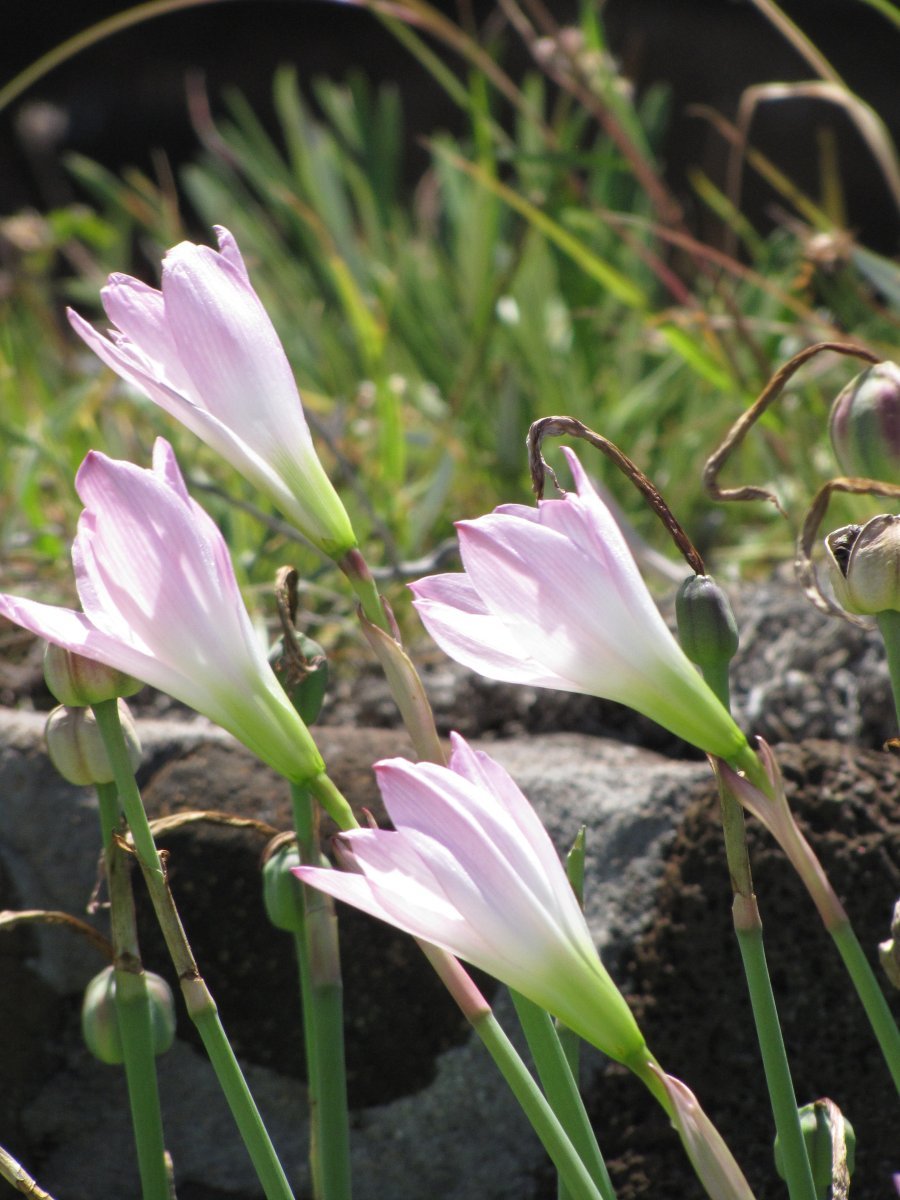 Зефирантес Робустус - фото 9