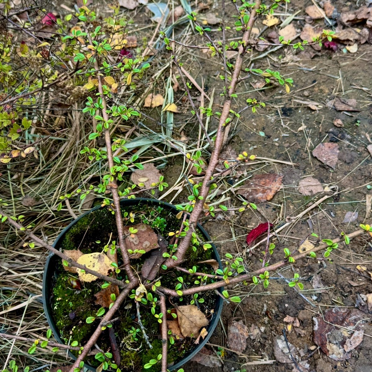 Кизильник Даммера Корал Бьюти