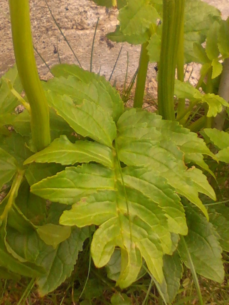 Инкарвиллея Снотоп - фото 3