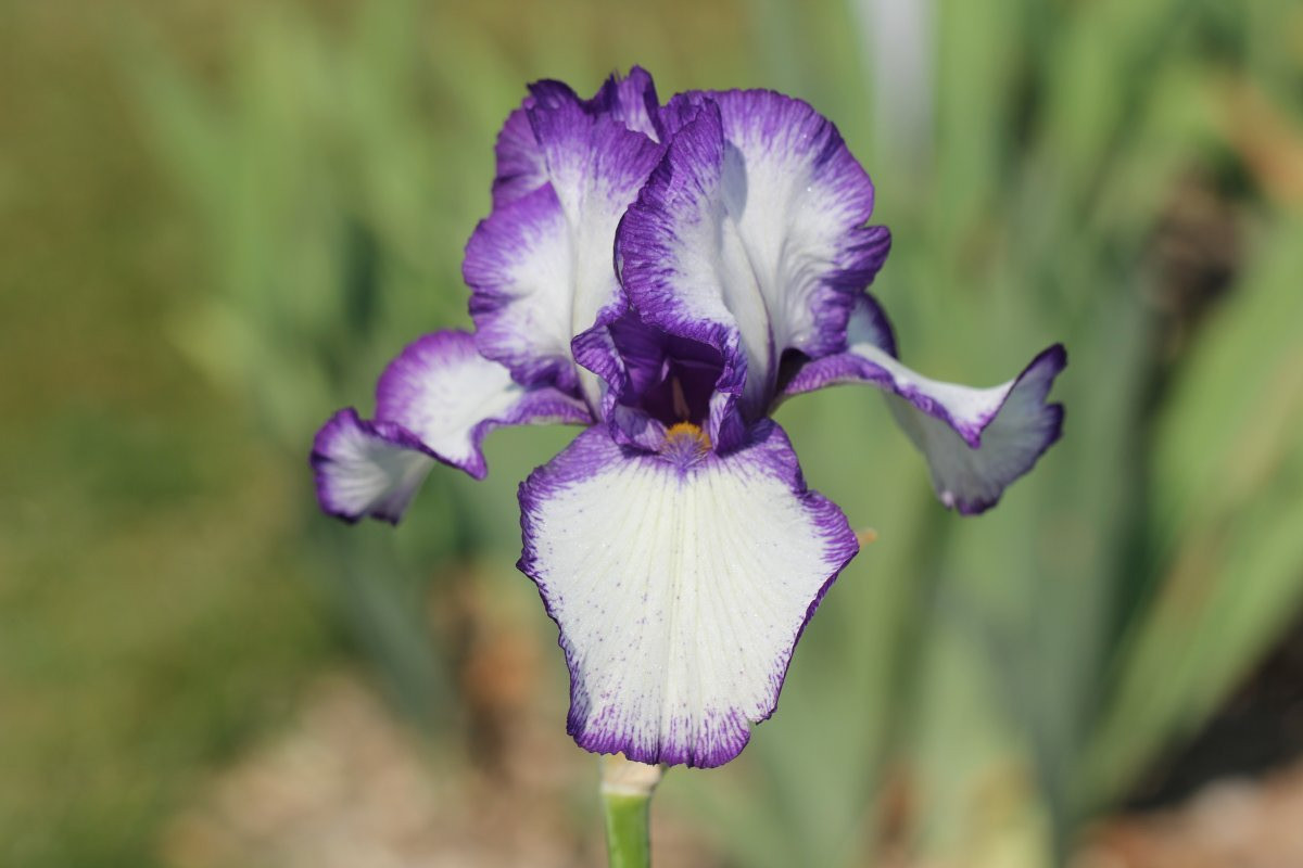 Ирис бородатый Луп зе Луп - фото 3