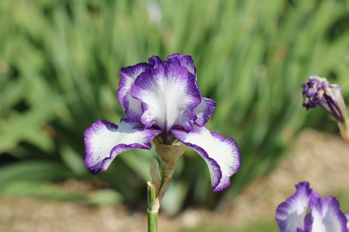 Ирис бородатый Луп зе Луп