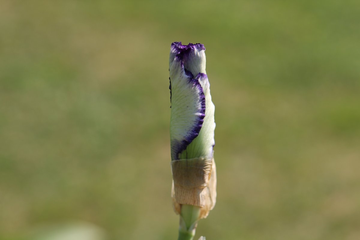 Ирис бородатый Луп зе Луп - фото 2