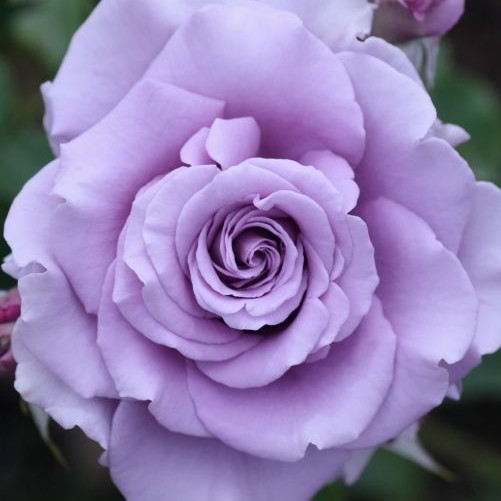 Роза чайно-гибридная Голубой Нил