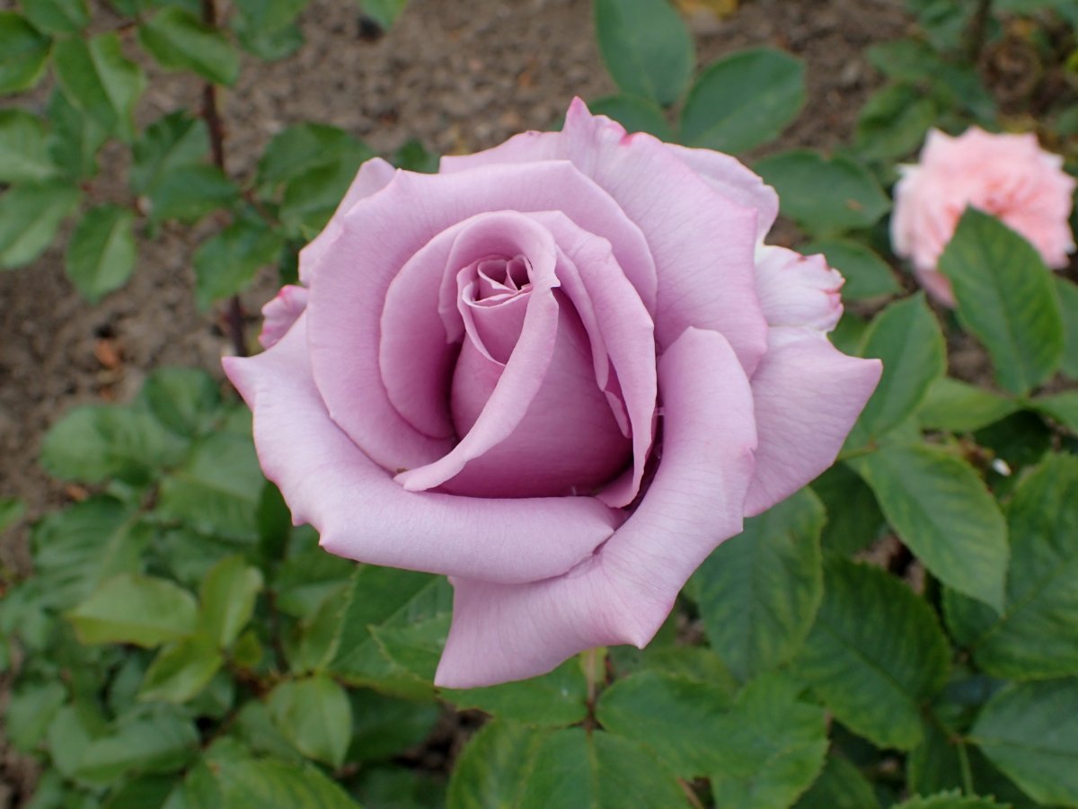 Роза чайно-гибридная Голубой Нил - фото 3