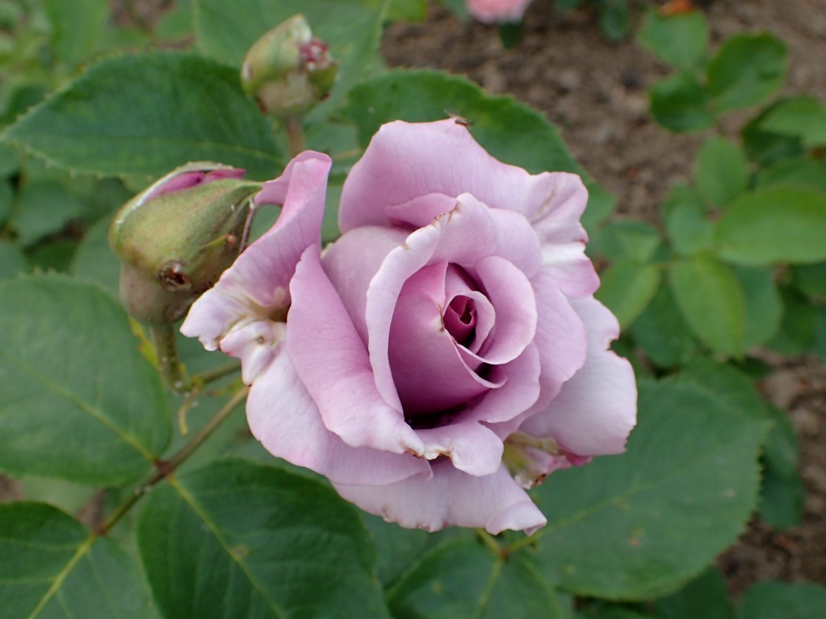 Роза чайно-гибридная Голубой Нил - фото 2