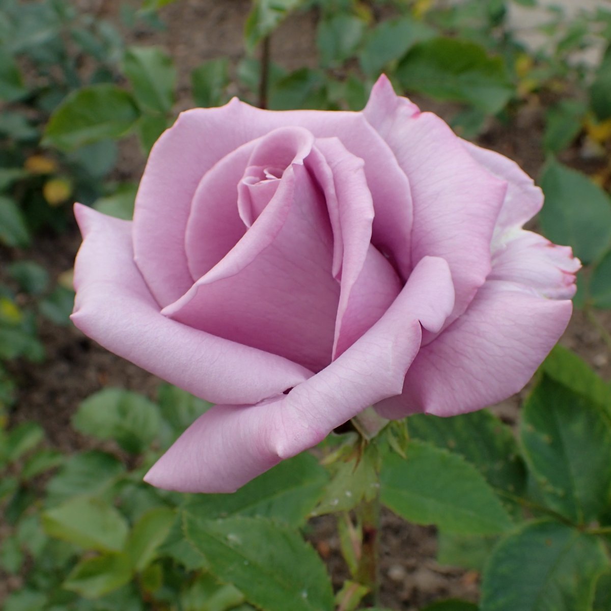 Роза чайно-гибридная Голубой Нил - фото 5