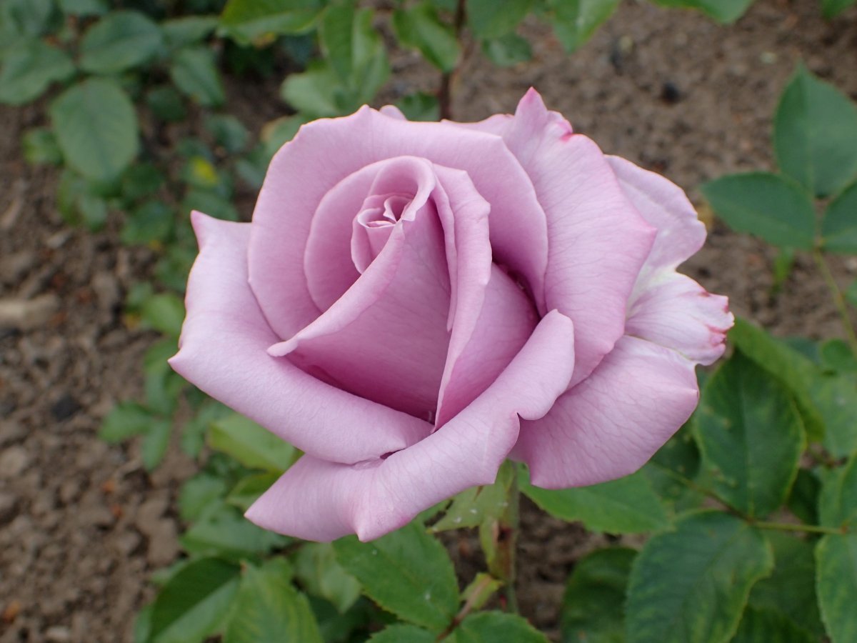 Роза чайно-гибридная Голубой Нил - фото 4