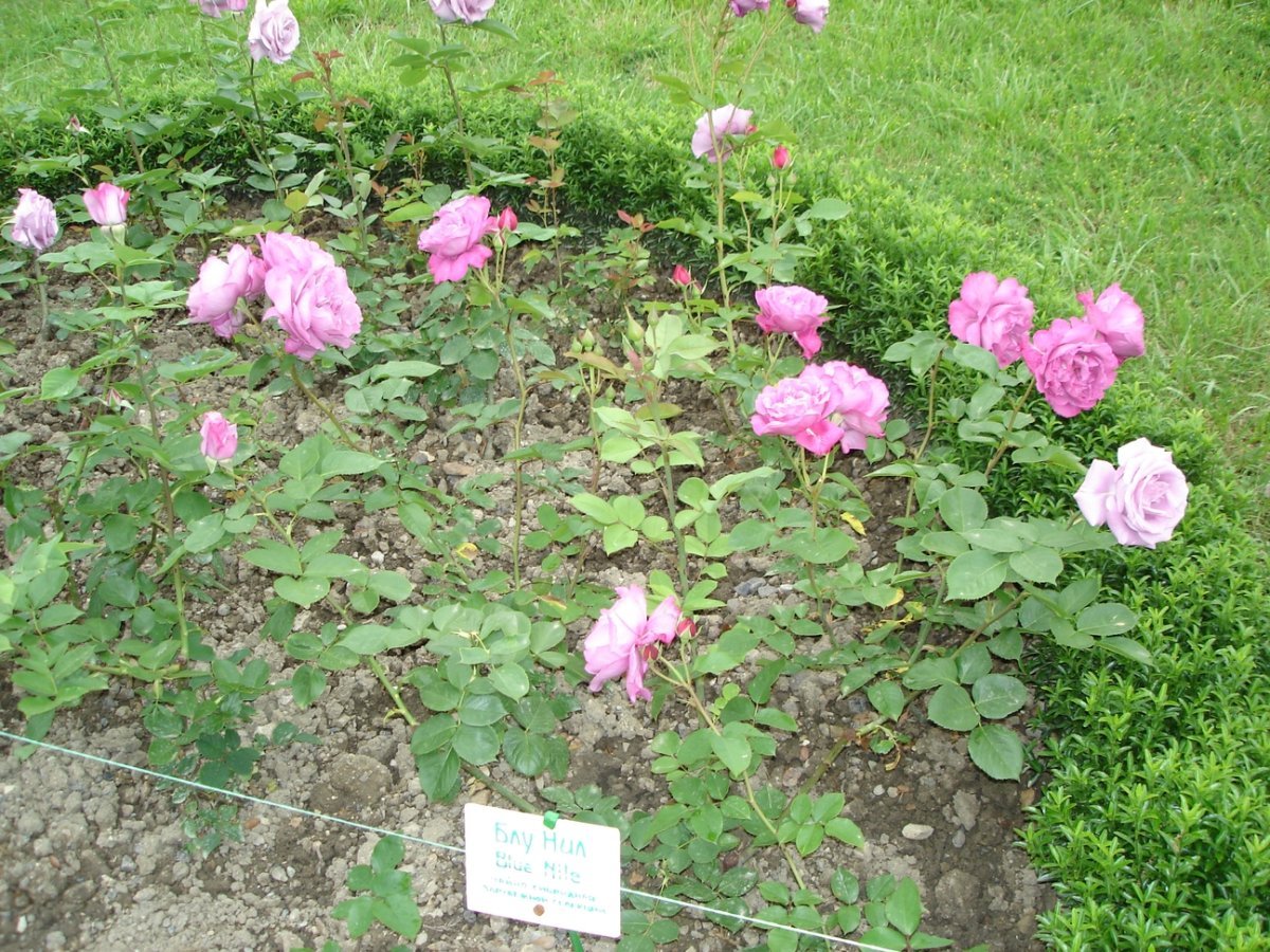 Роза чайно-гибридная Голубой Нил - фото 7