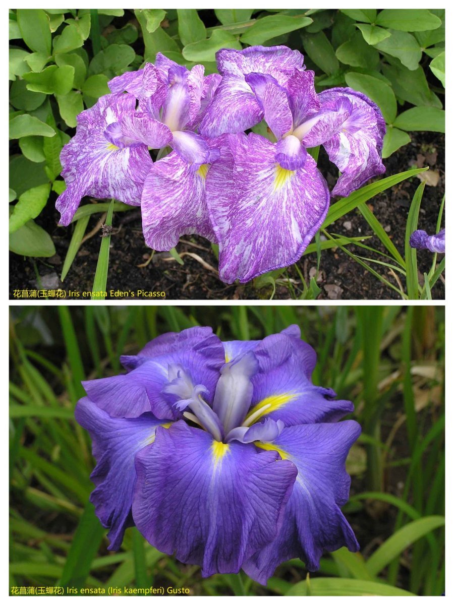 Ирис мечевидный Густо