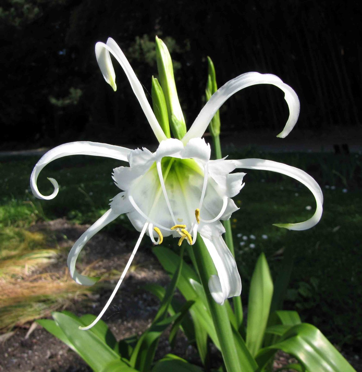 Исмене Festalis