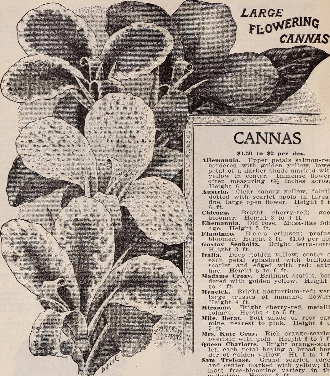 Калла Эфиопика Фламинго