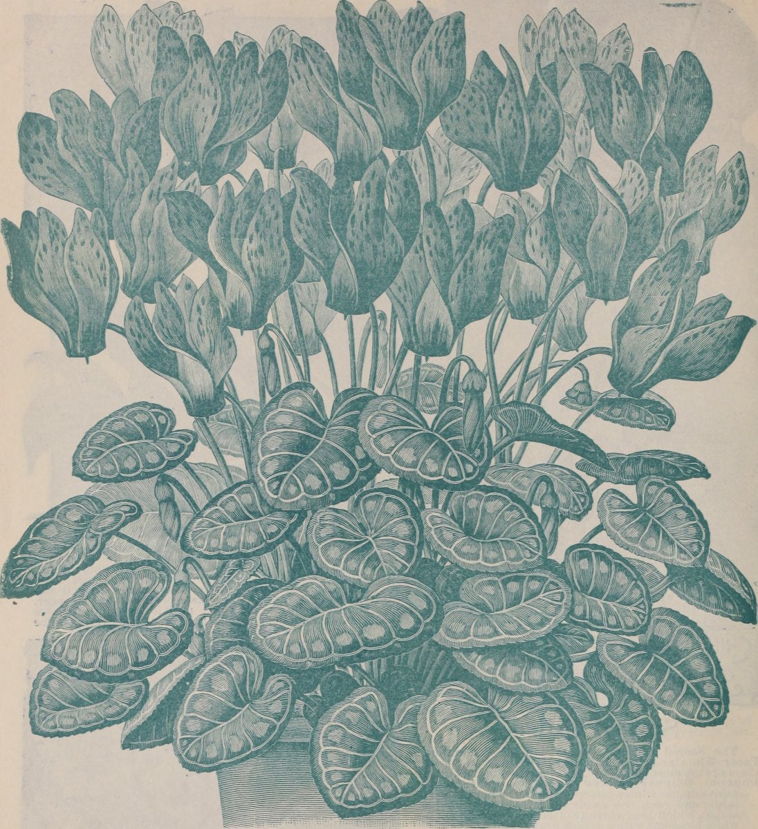 Калла Блэк Айд Бьюти