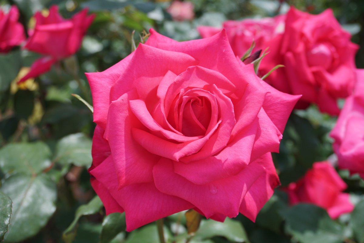 Роза чайно-гибридная Дольче Вита - фото 2