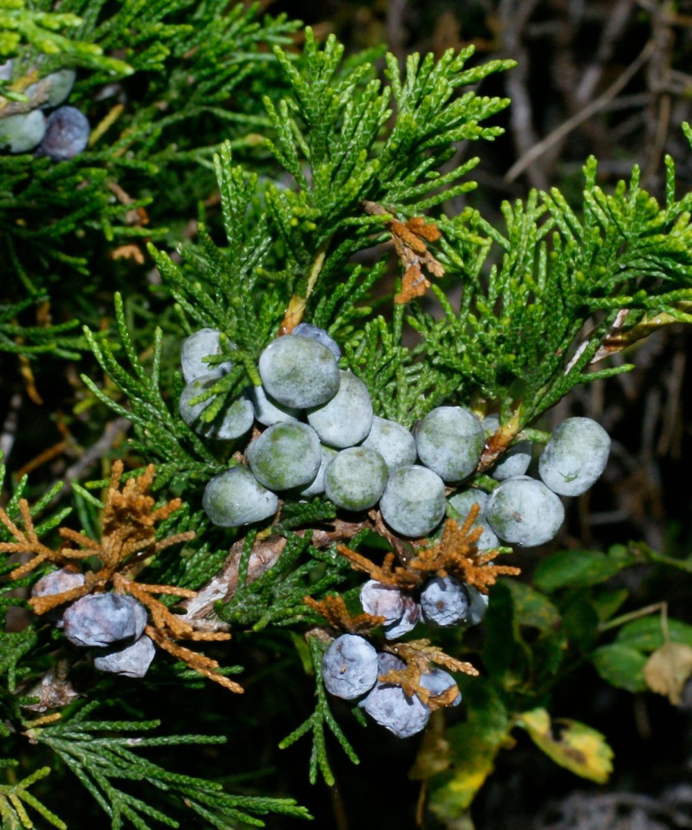 Можжевельник казацкий - фото 5