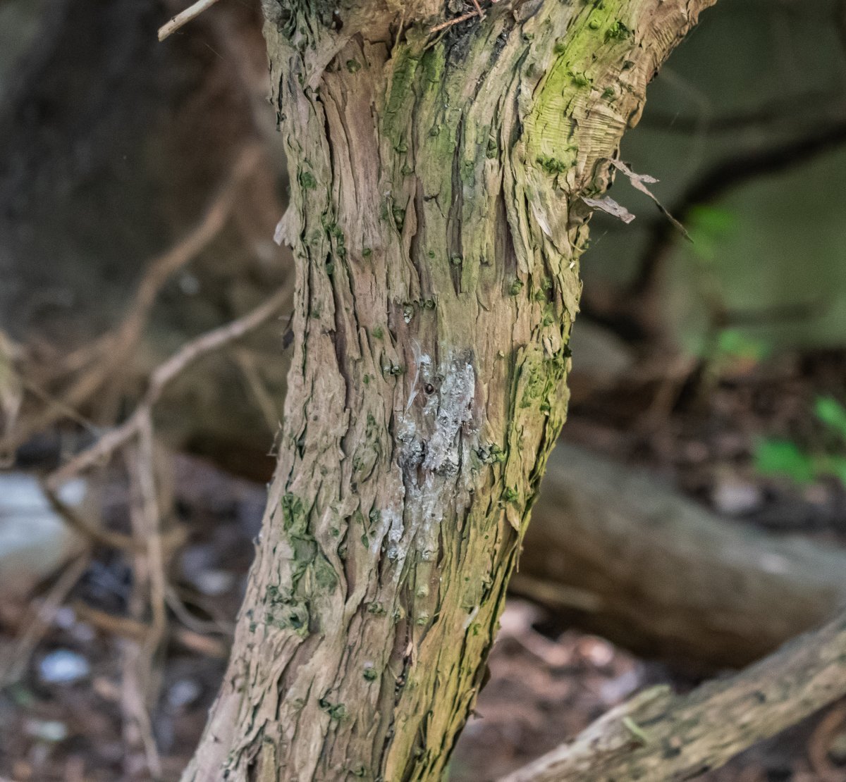 Можжевельник казацкий - фото 9