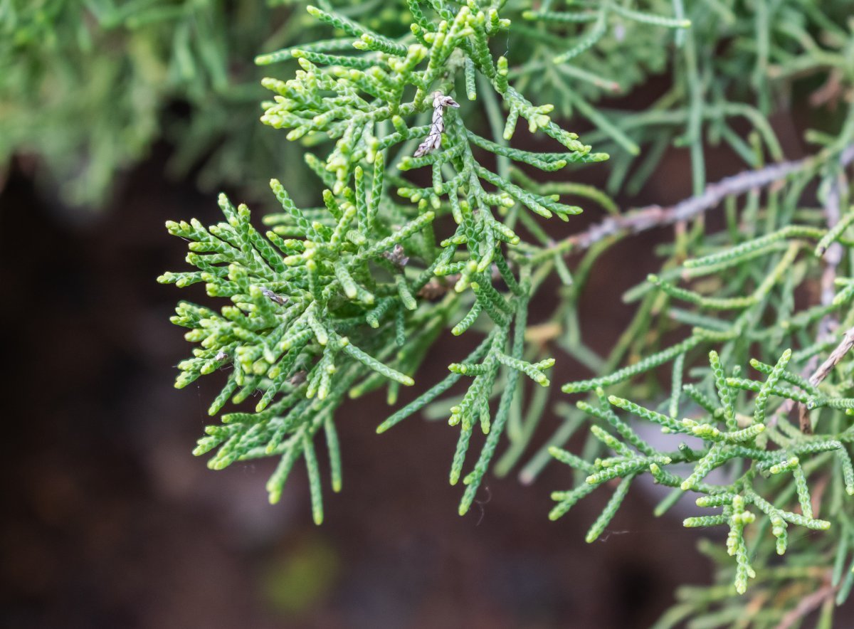 Можжевельник казацкий - фото 11